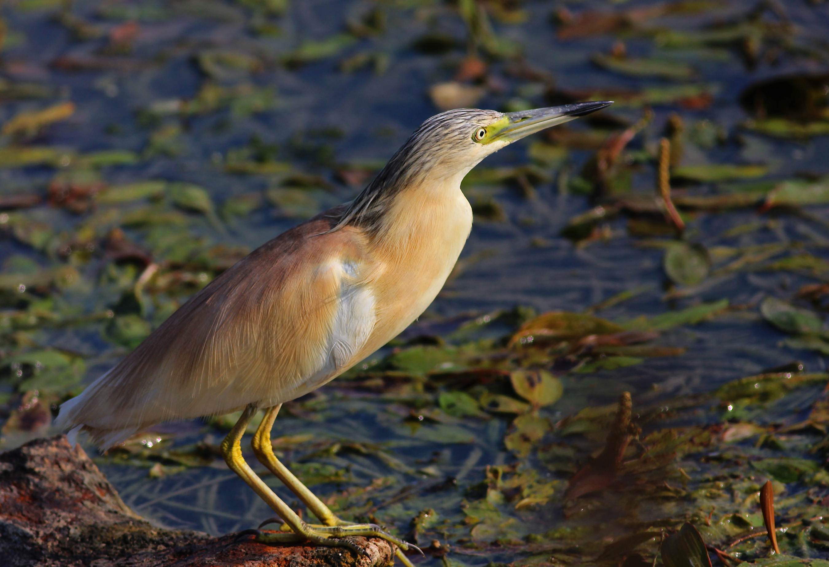 Squacco Heron